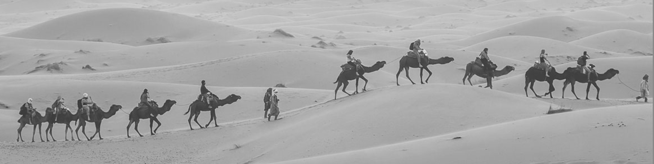 Camel